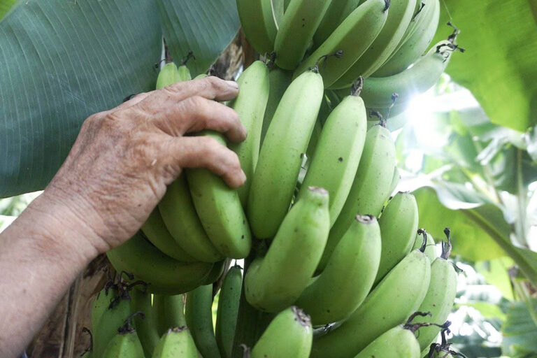 bananasalteña