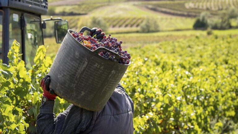 El precio de la uva ante vendimias irregulares: el campo pide recetas para dar estabilidad